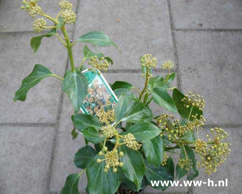 Hedera colchica 'Fall Favourite' (syn. H. c. 'Arborescens') 5.99 - Klik op de afbeelding om het venster te sluiten